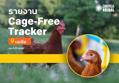Asia Cage-Free Tracker 2025เผยความคืบหน้าบริษัทอาหารในเอเชียพบเพียง 14.7% เดินหน้าสู่ไข่ไก่ปลอดกรงตามเป้า ขณะที่เกือบ 30% ยังไม่เปิดเผยข้อมูล