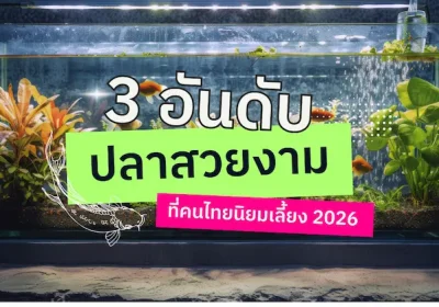 3 อันดับ ปลาสวยงามที่คนไทยนิยมเลี้ยง 2026